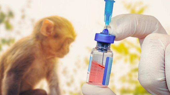 The European Union authorized the use of the Imvanex vaccine against monkeypox