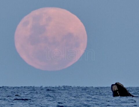 The deer's supermoon, larger and brighter, can already be seen in Argentina