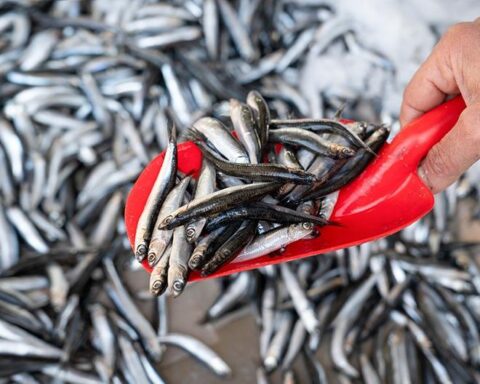 The second anchoveta fishing season begins in the southern zone