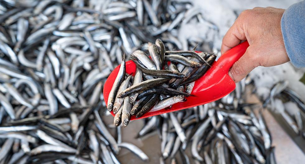 The second anchoveta fishing season begins in the southern zone