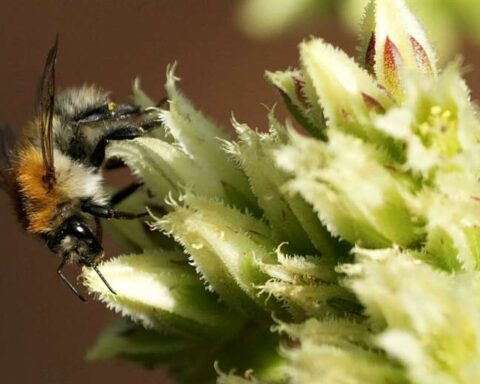 The shocking death of male bees during heat waves