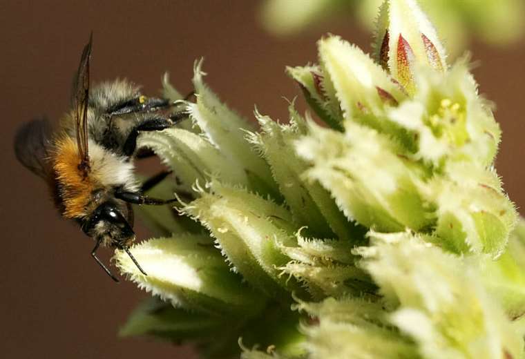 The shocking death of male bees during heat waves