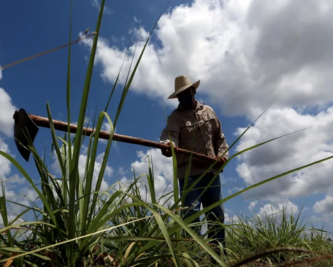 The sugar campaign starts badly, with barely 60% of the planting planned in Cienfuegos