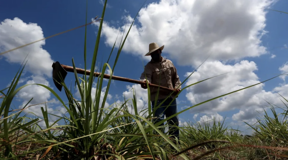 The sugar campaign starts badly, with barely 60% of the planting planned in Cienfuegos