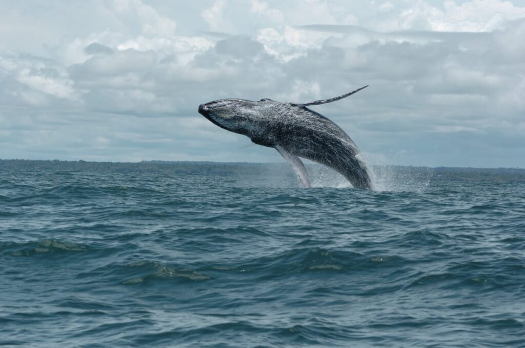 The whale watching season began in the Colombian Pacific