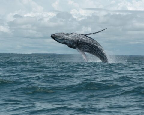 The whale watching season began in the Colombian Pacific