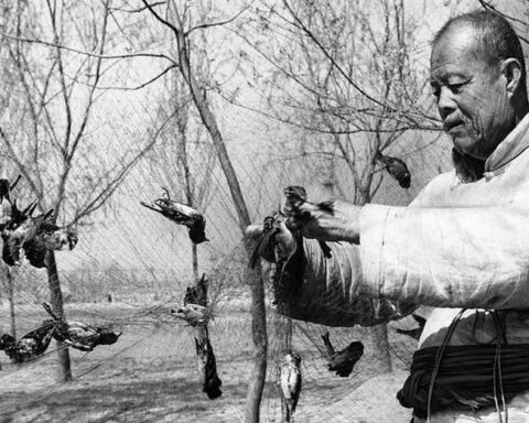 Los años en los que China declaró la guerra a los gorriones (y cómo ello contribuyó a la hambruna que mató a millones de personas)