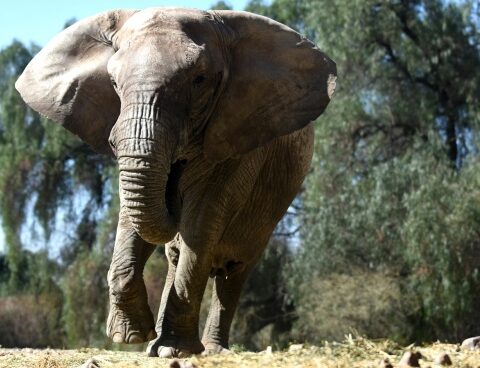 They authorized the transfer of the elephant Kenya from Mendoza to a sanctuary in Brazil