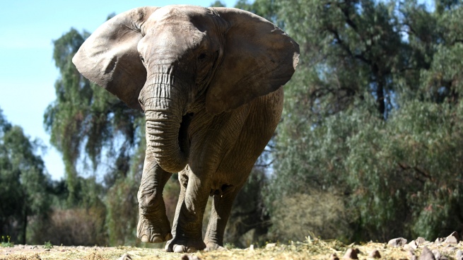 They authorized the transfer of the elephant Kenya from Mendoza to a sanctuary in Brazil