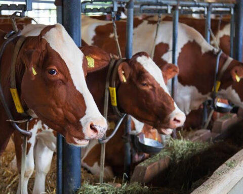 They develop an operation for the prevention and control of bovine brucellosis