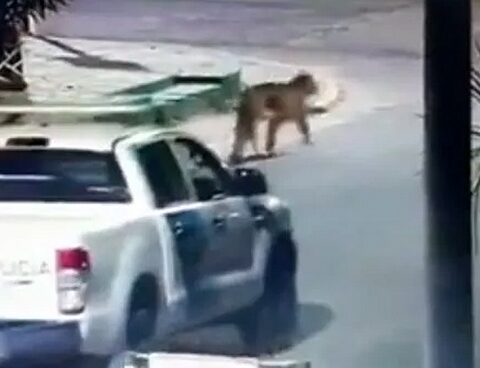 They ended the search for the cougar that generated alarm in Villa Gesell