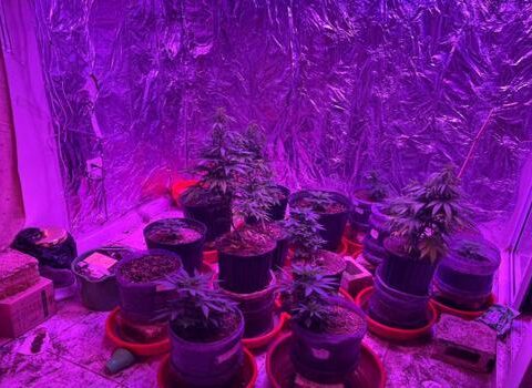 They occupy 3,500 grams of drugs in La Altagracia