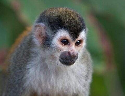 They stole a titi monkey from the former La Plata zoo