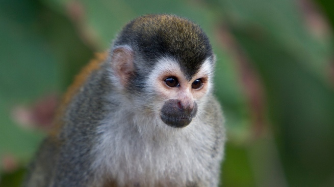 They stole a titi monkey from the former La Plata zoo