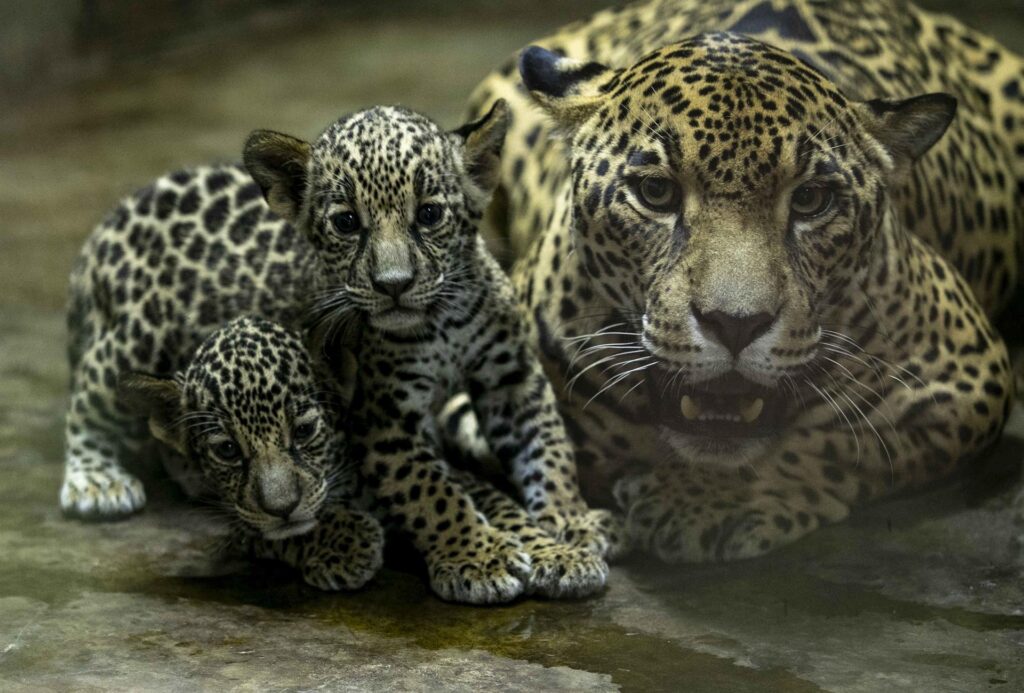 Two jaguars in danger of extinction are born in the Nicaraguan Zoo