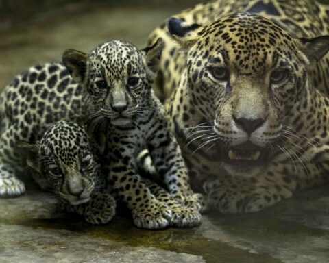 Two jaguars in danger of extinction are born in the Nicaraguan Zoo