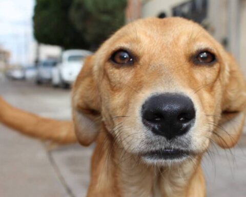 Two men accused of committing animal abuse go to jail