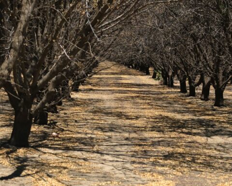 Plantaciones de almendros que no dieron frutos este año debido a la falta de suministro de agua en unas plantaciones, cerca de la localidad de Los Baños en el Valle central de California (EEUU).  Foto:  Guillermo Azábal/EFE.