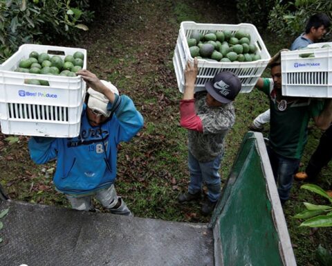 USDA authorizes importation of Jalisco avocado to the United States