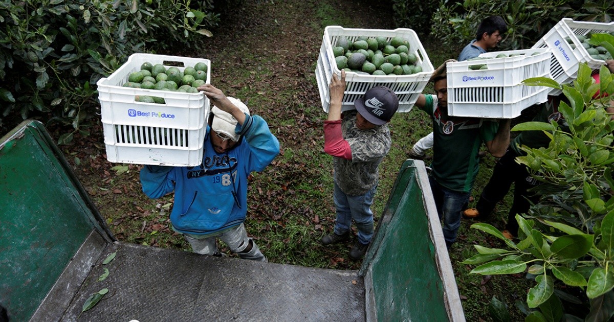 USDA authorizes importation of Jalisco avocado to the United States