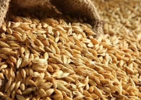 Ukraine will start exporting grain