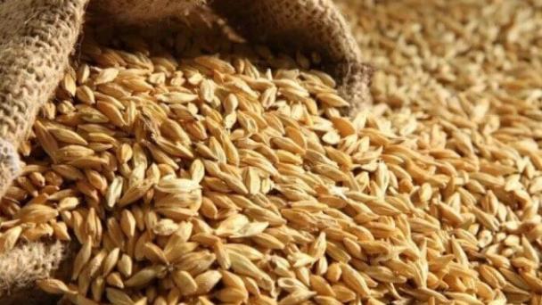 Ukraine will start exporting grain
