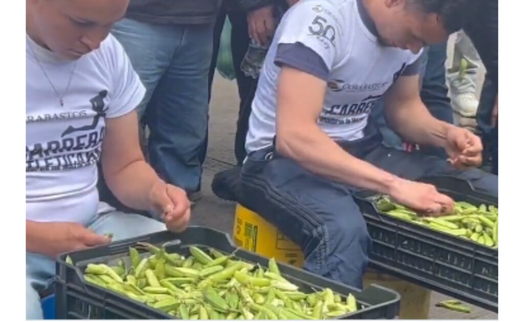 [Video] Exciting pea shelling tournament in Corabastos