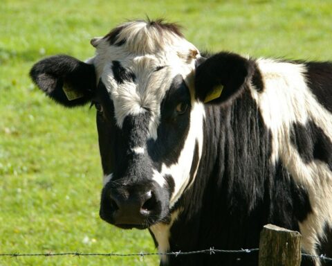 Video: They rescue a cow that fell into a ditch in Chapinero