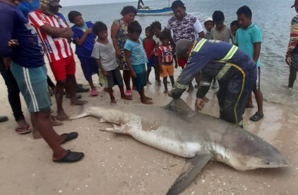Wayuu Indians hunted and cut the fin off a bull shark in La Guajira