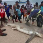 Wayuu Indians hunted and cut the fin off a bull shark in La Guajira