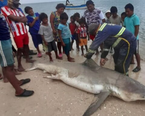 Wayuu Indians hunted and cut the fin off a bull shark in La Guajira