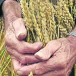 Wheat production in the country would increase by 50% by 2030