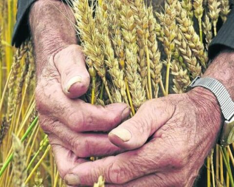 Wheat production in the country would increase by 50% by 2030