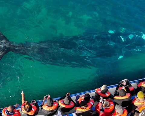 Winter holidays: Puerto Madryn had the highest number of visitors in ten years