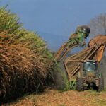 Withdrawal of sugar quota: message from the US to Ortega and businessmen