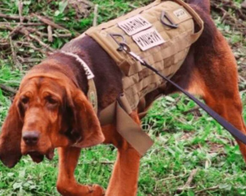 "Max"the Semar canine key to the capture of Caro Quintero