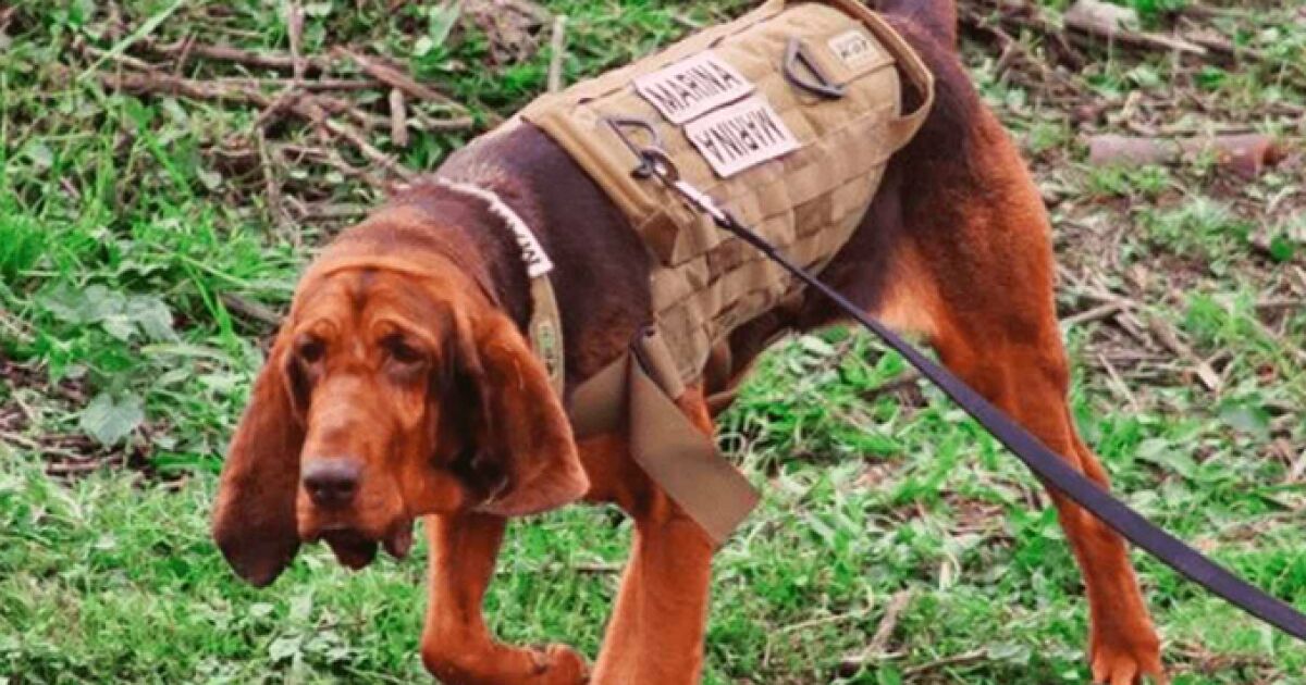 "Max"the Semar canine key to the capture of Caro Quintero