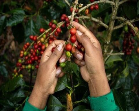 65% of coffee plantations have already completed their cycle