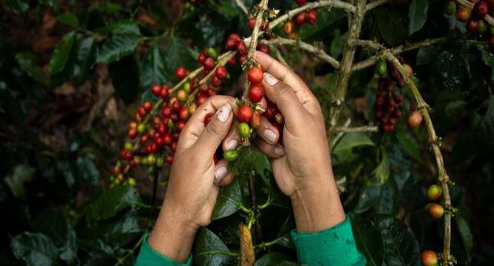 65% of coffee plantations have already completed their cycle