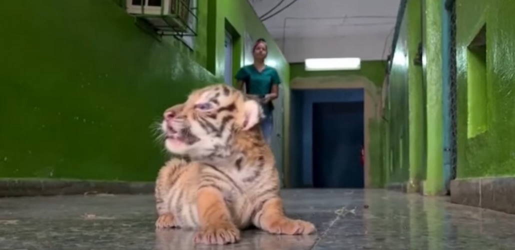 Cuba, Tigre de Bengala, Zoológico