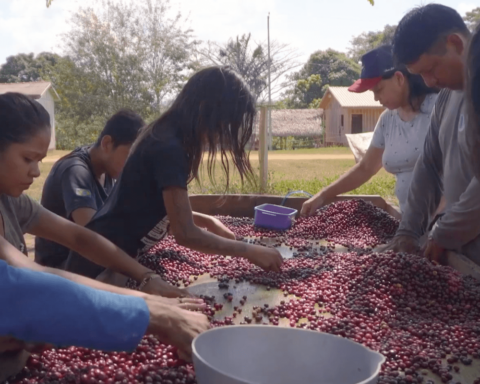 Agro Nacional shows community and sustainable production of açaí