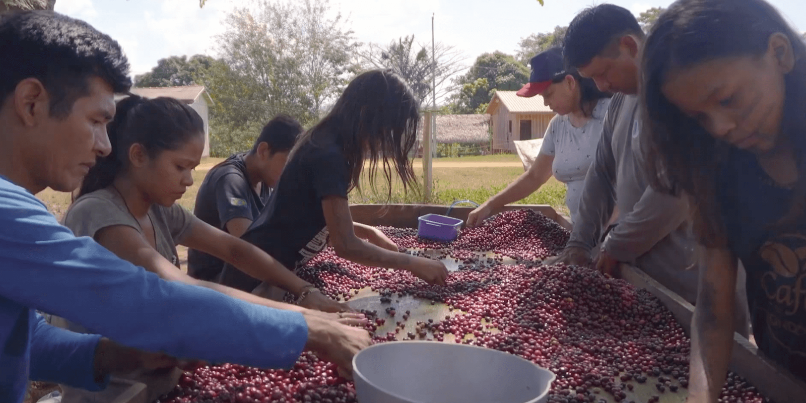 Agro Nacional shows community and sustainable production of açaí