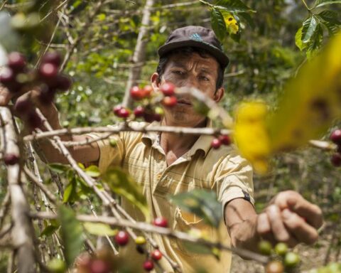 Agro Rural will produce 180,000 seedlings that will benefit 160 producer families in the Amazon region