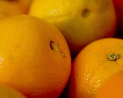 ApexBrasil will qualify producers and companies to export fruit