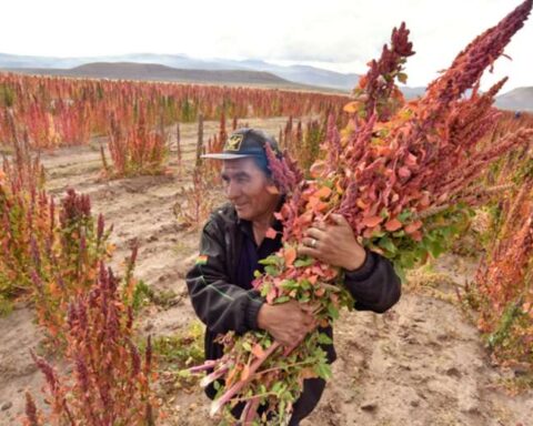 Bolivia will host the World Quinoa Congress;  exports fell 21% in the first quarter of 2022