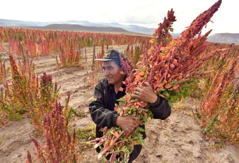 Bolivia will host the World Quinoa Congress;  exports fell 21% in the first quarter of 2022