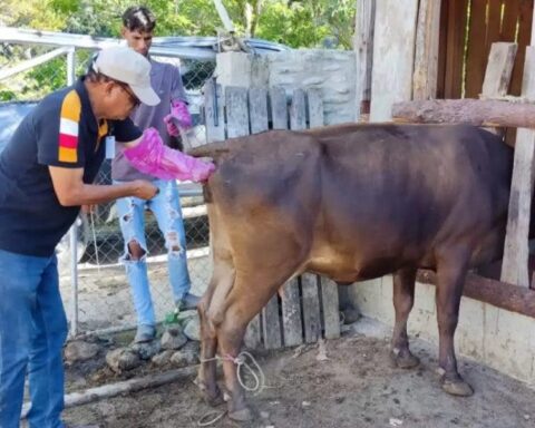 Capacitan ganaderos en inseminación artificial