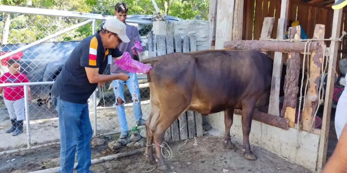 Capacitan ganaderos en inseminación artificial