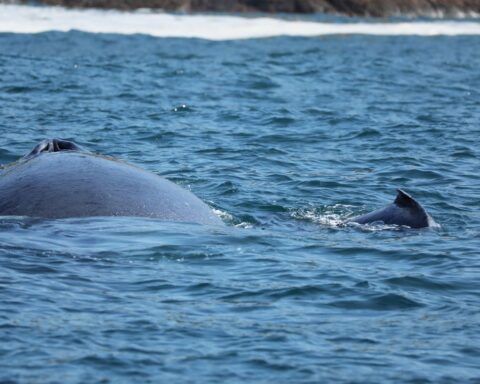 Coast of Rio de Janeiro is a migratory corridor for humpback whales