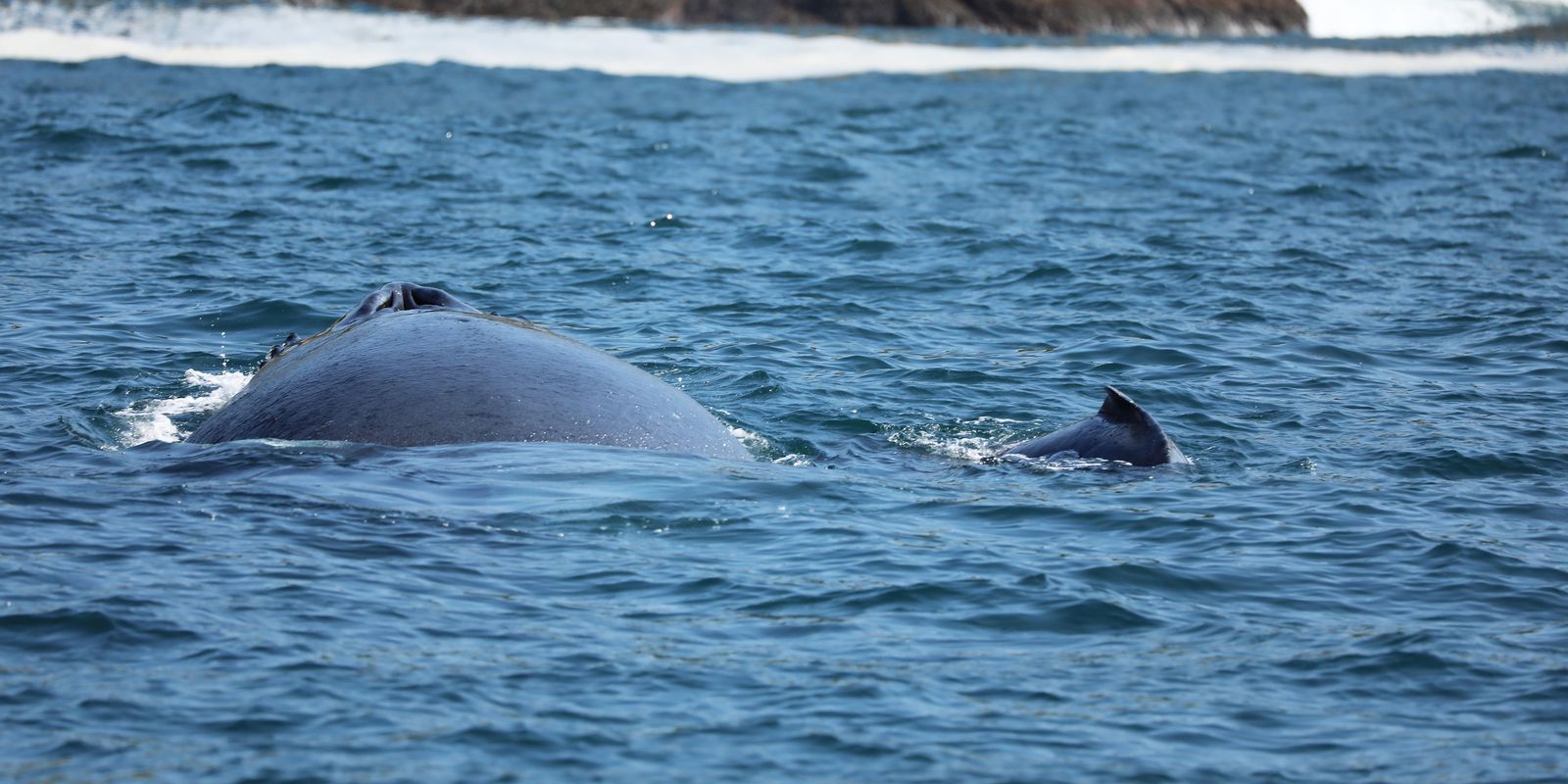 Coast of Rio de Janeiro is a migratory corridor for humpback whales